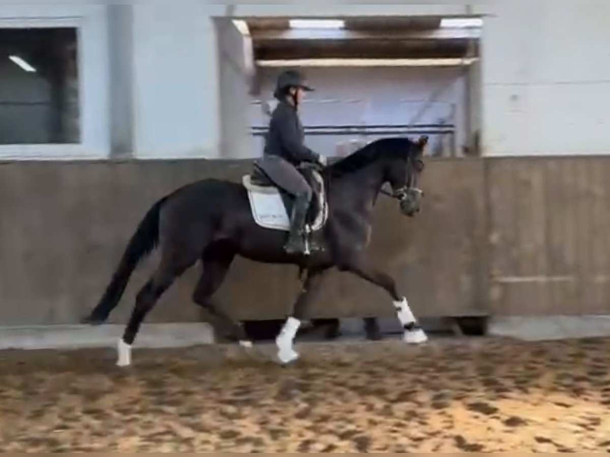 Hannoveriano Caballo castrado 3 años 169 cm Negro in Verden (Aller)