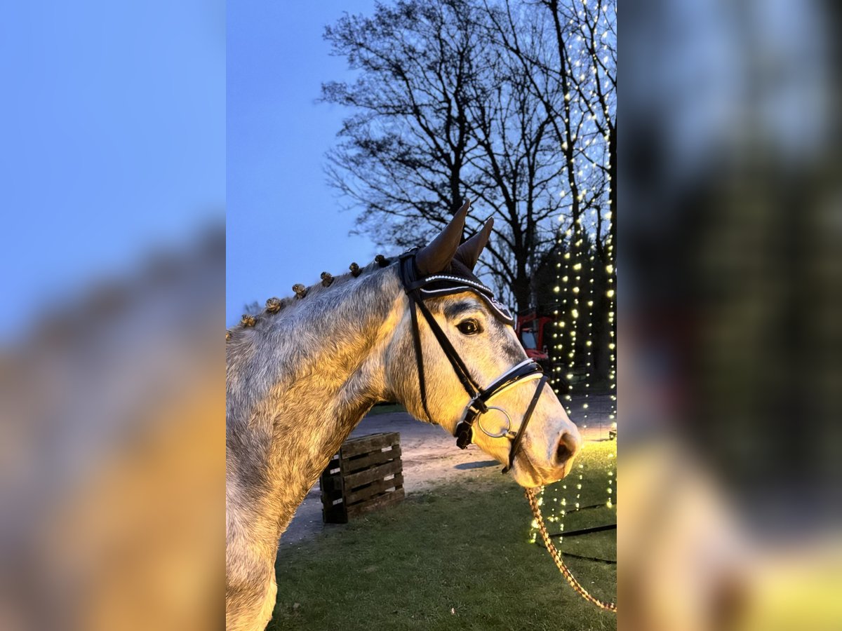 Hannoveriano Caballo castrado 3 años 169 cm Tordo in Bremervörde