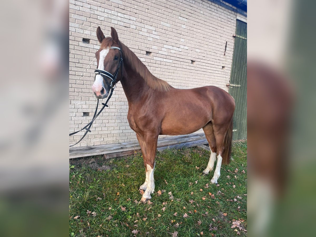 Hannoveriano Caballo castrado 3 años 170 cm Alazán in Trebel