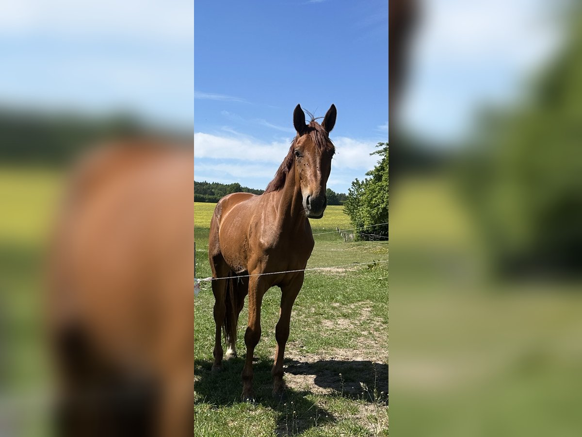 Hannoveriano Caballo castrado 3 años 170 cm Alazán in Wensin