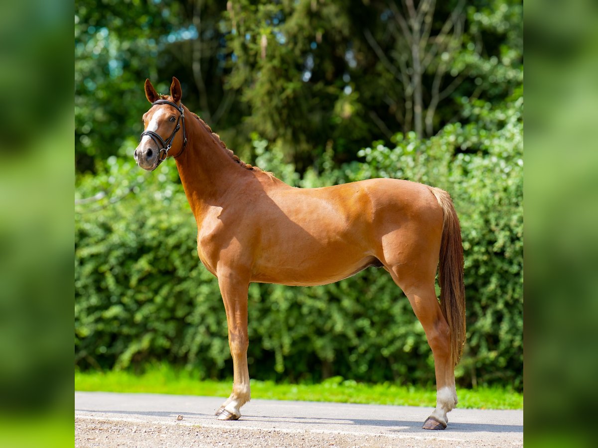 Hannoveriano Caballo castrado 3 años 170 cm Alazán-tostado in Trois-Ponts