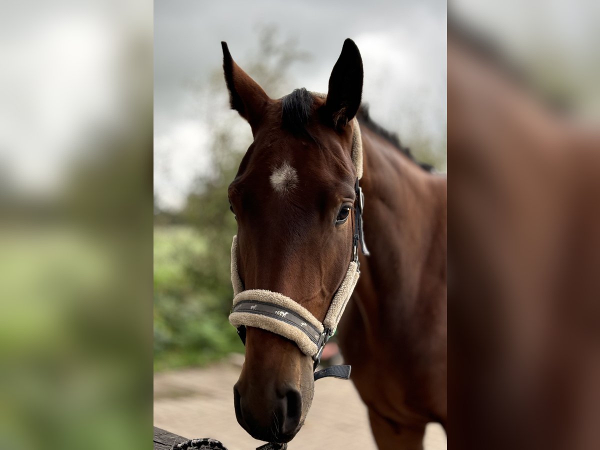 Hannoveriano Caballo castrado 3 años 170 cm Castaño in Neuenkirchen