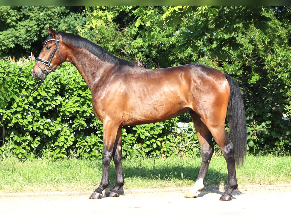 Hannoveriano Caballo castrado 3 años 170 cm Castaño in Selsingen