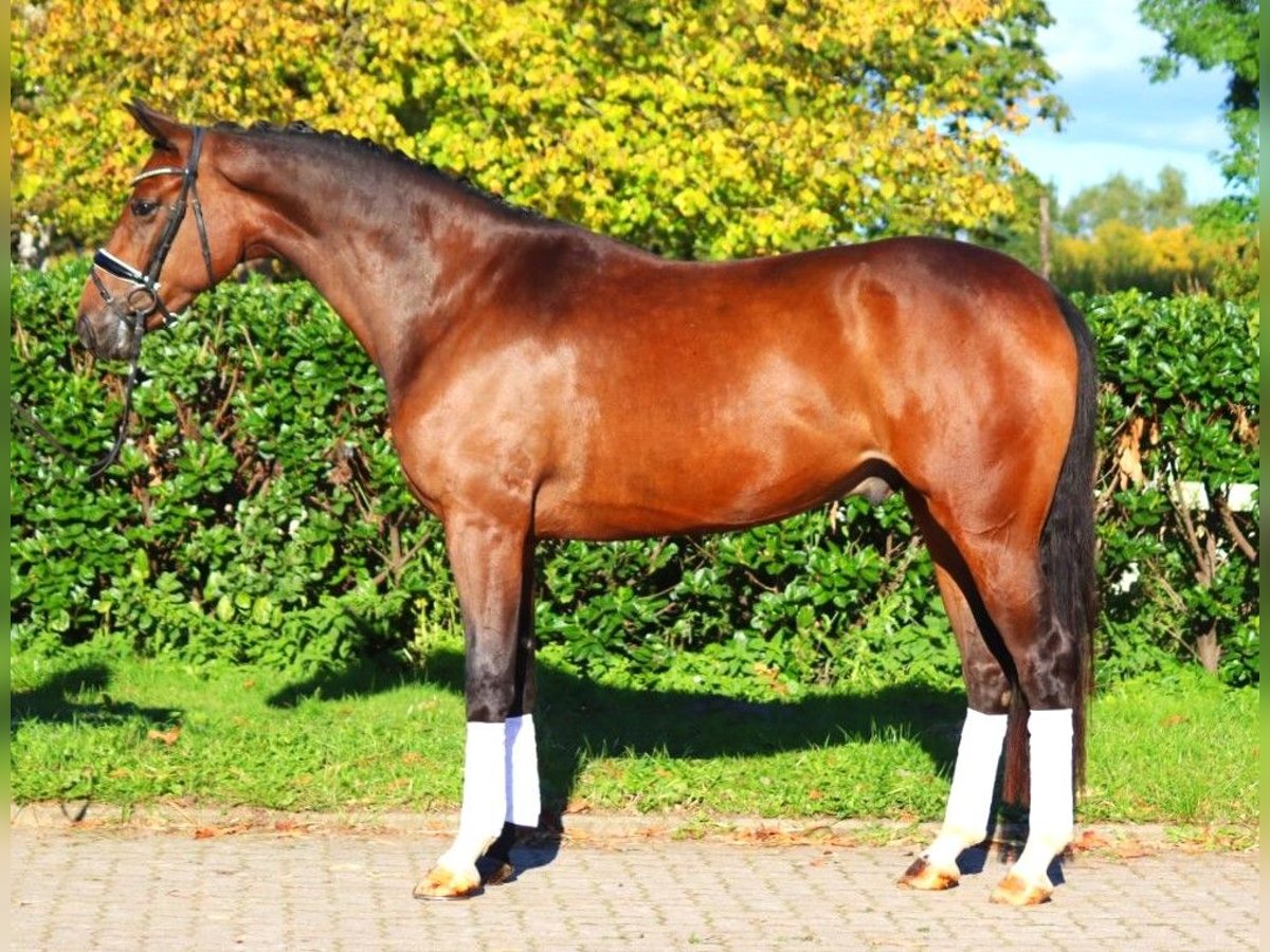 Hannoveriano Caballo castrado 3 años 170 cm Castaño in Selsingen