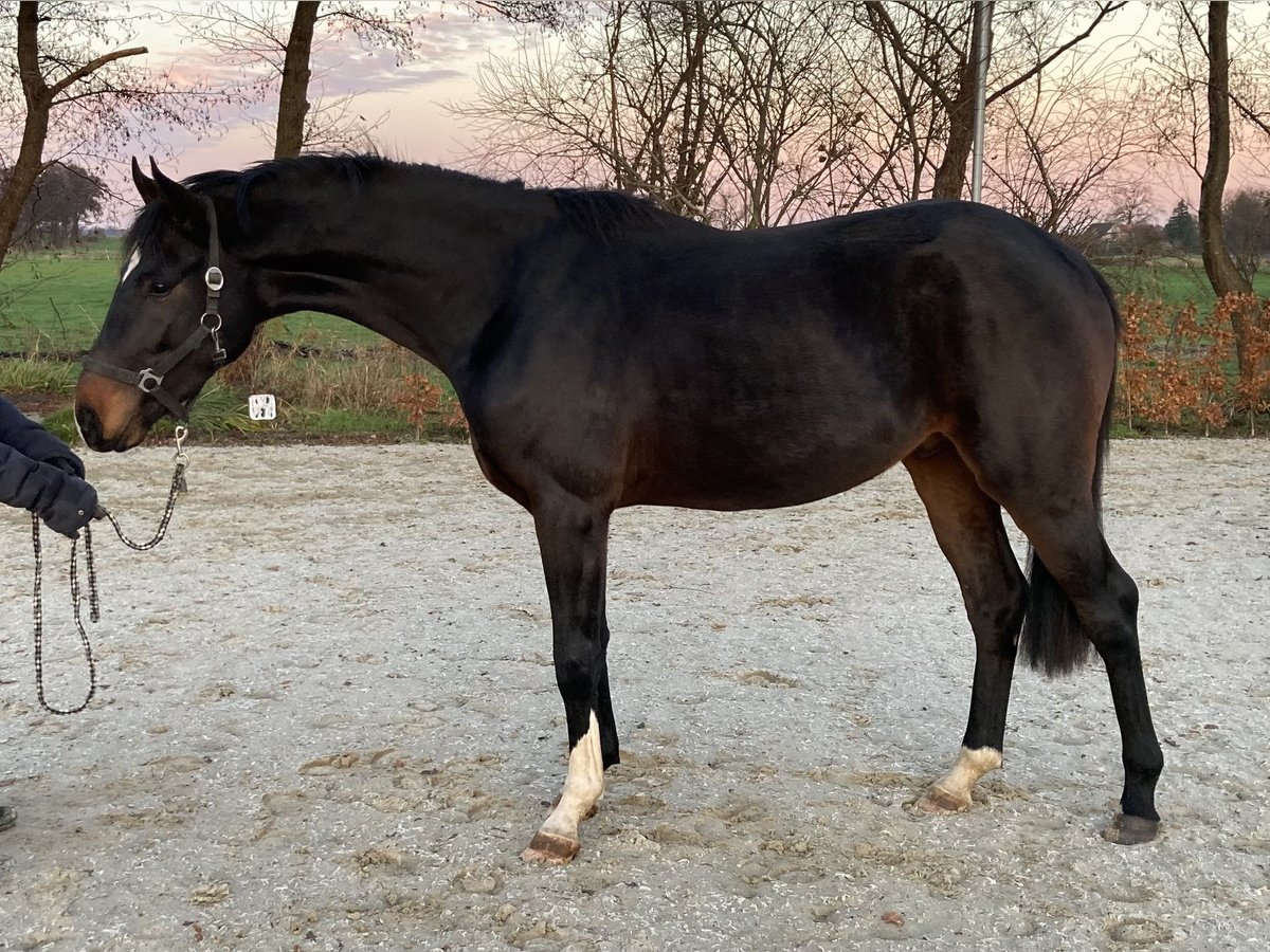 Hannoveriano Caballo castrado 3 años 170 cm Castaño oscuro in Bremen