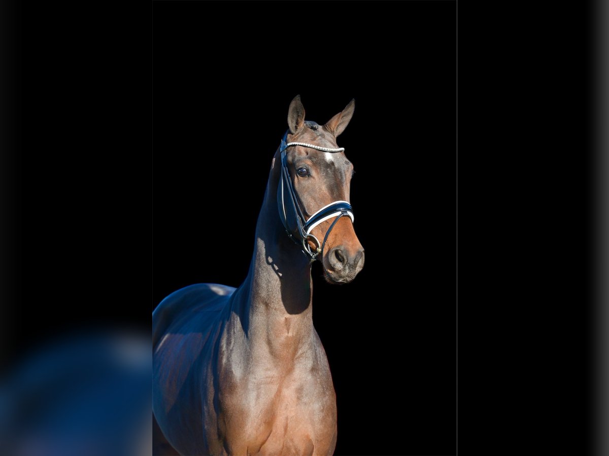 Hannoveriano Caballo castrado 3 años 170 cm Castaño oscuro in Vechta