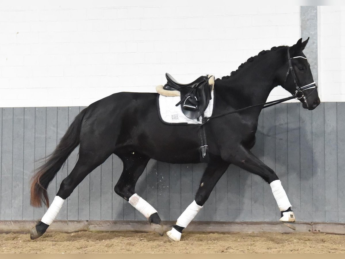 Hannoveriano Caballo castrado 3 años 170 cm Negro in Tiddische