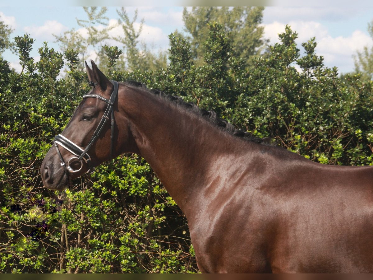 Hannoveriano Caballo castrado 3 años 170 cm Negro in Wettrup