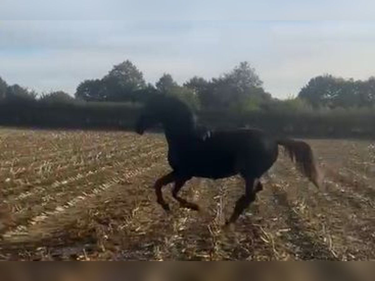 Hannoveriano Caballo castrado 3 años 170 cm Negro in Hamburg