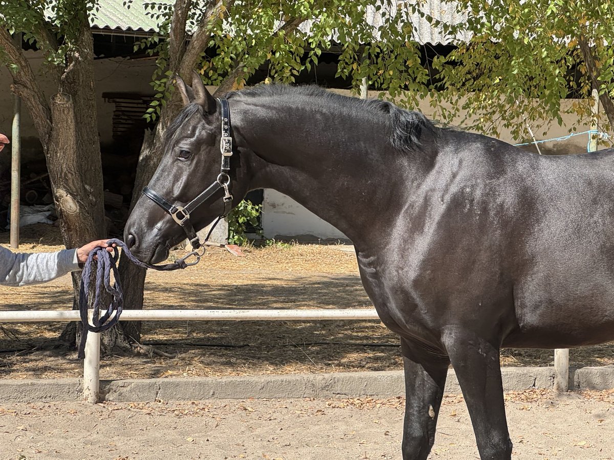 Hannoveriano Caballo castrado 3 años 170 cm Negro in Escalona