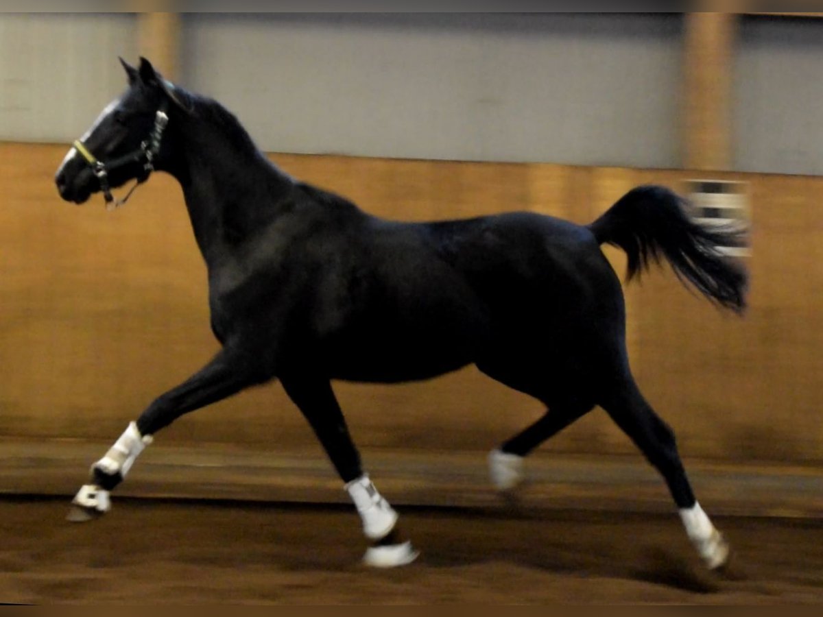 Hannoveriano Caballo castrado 3 años 170 cm Negro in Fredenbeck