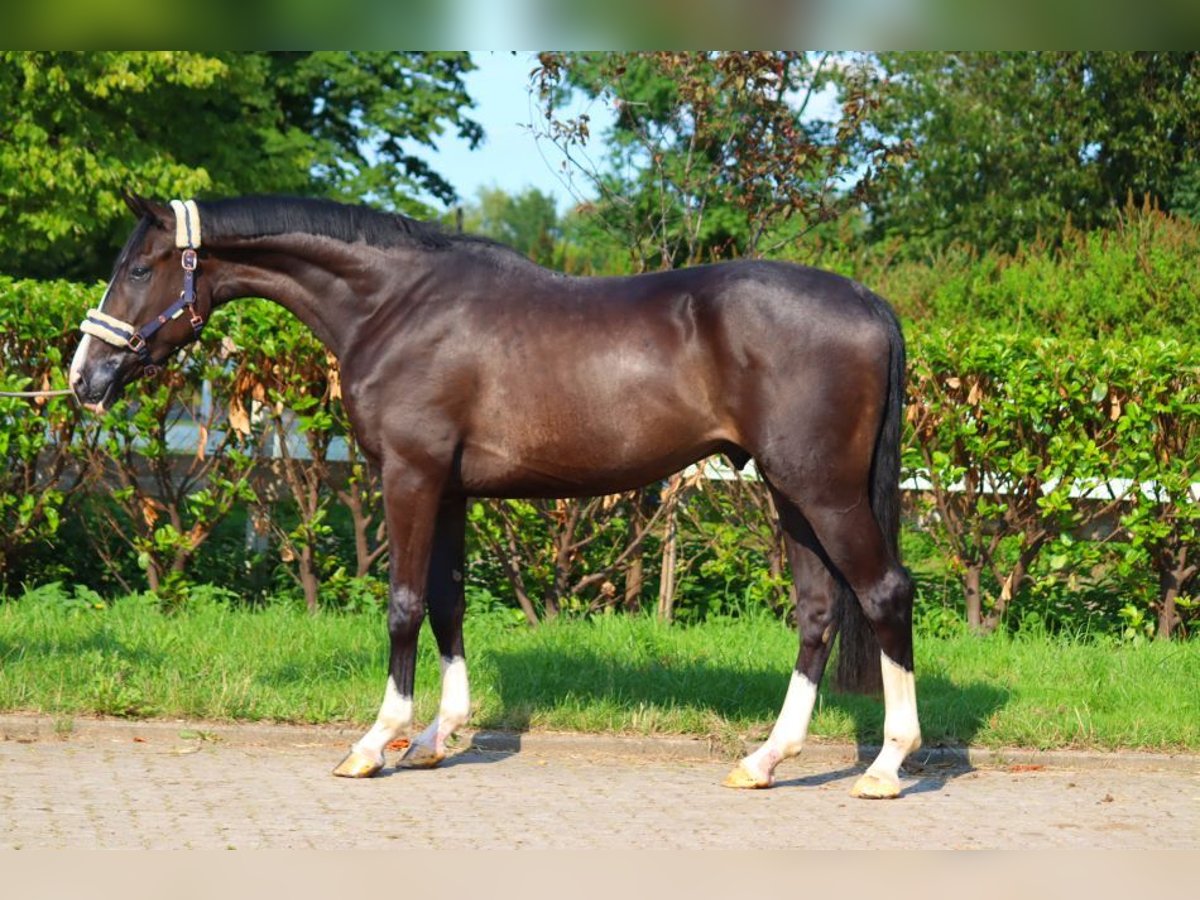 Hannoveriano Caballo castrado 3 años 170 cm Negro in Selsingen