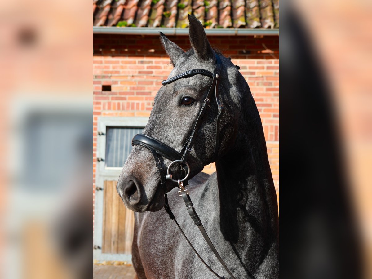 Hannoveriano Caballo castrado 3 años 170 cm Tordo in Dannenberg (Elbe)