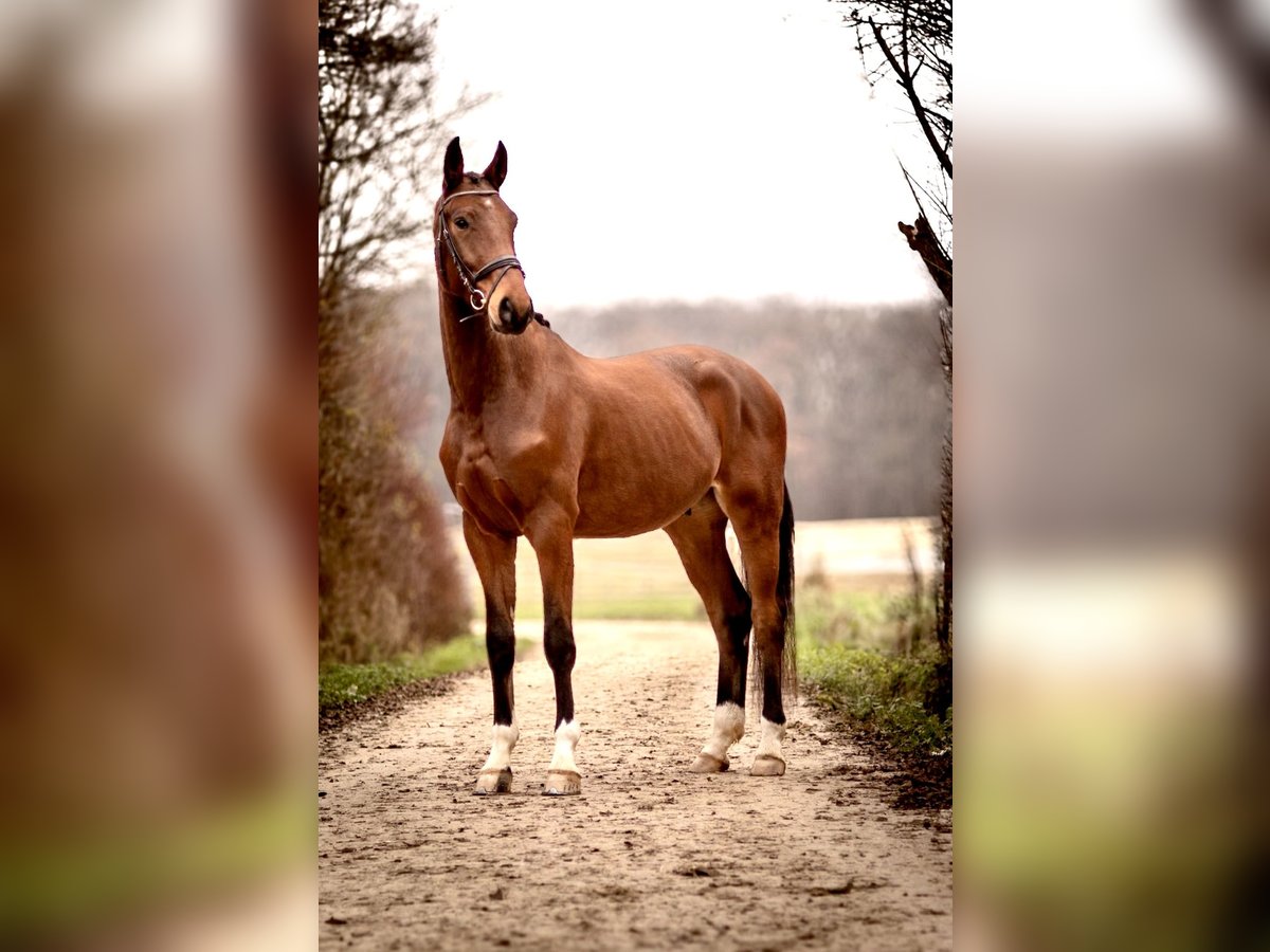 Hannoveriano Caballo castrado 3 años 171 cm Castaño in PerlPerl