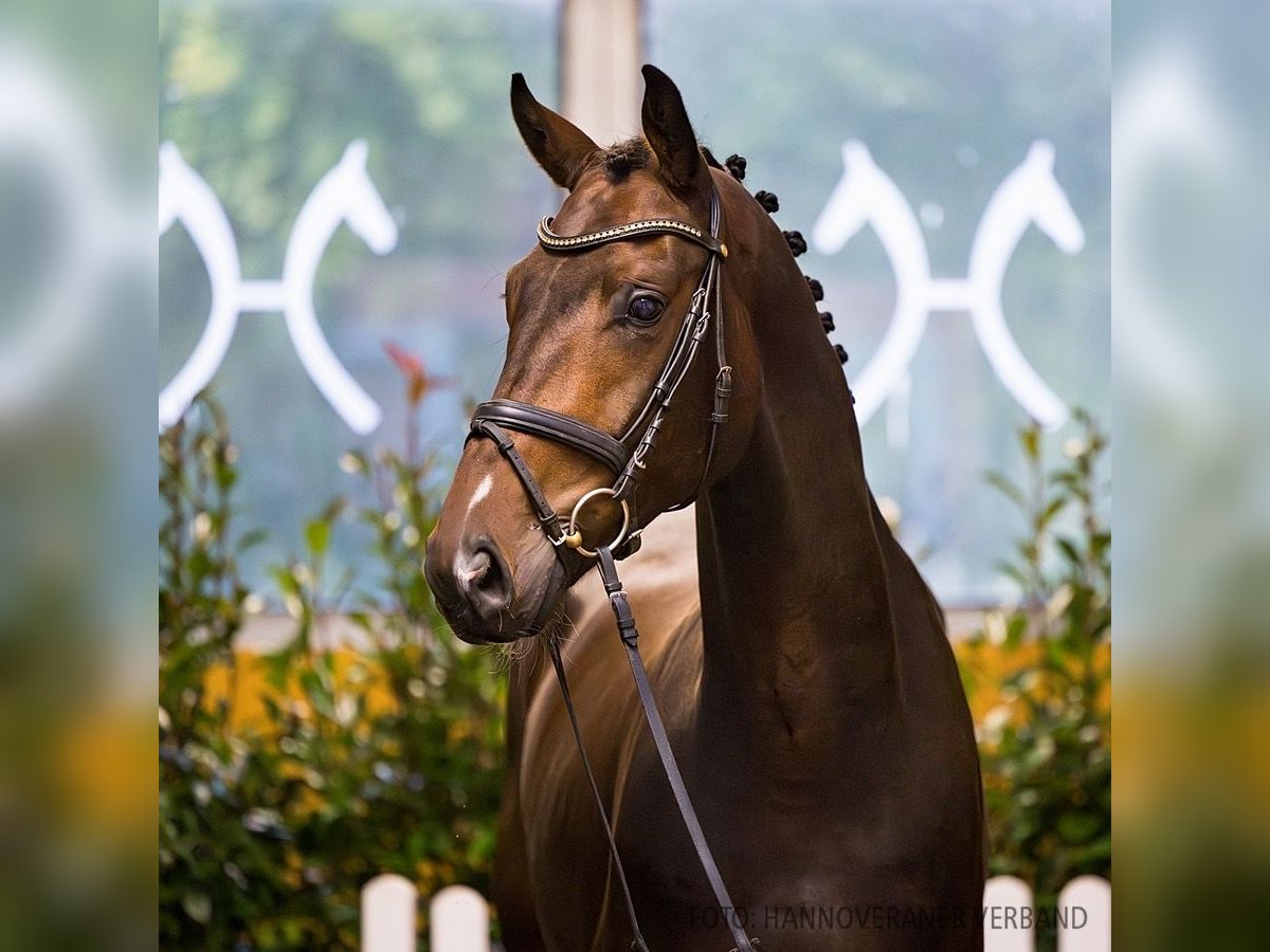 Hannoveriano Caballo castrado 3 años 172 cm Castaño in Verden (Aller)