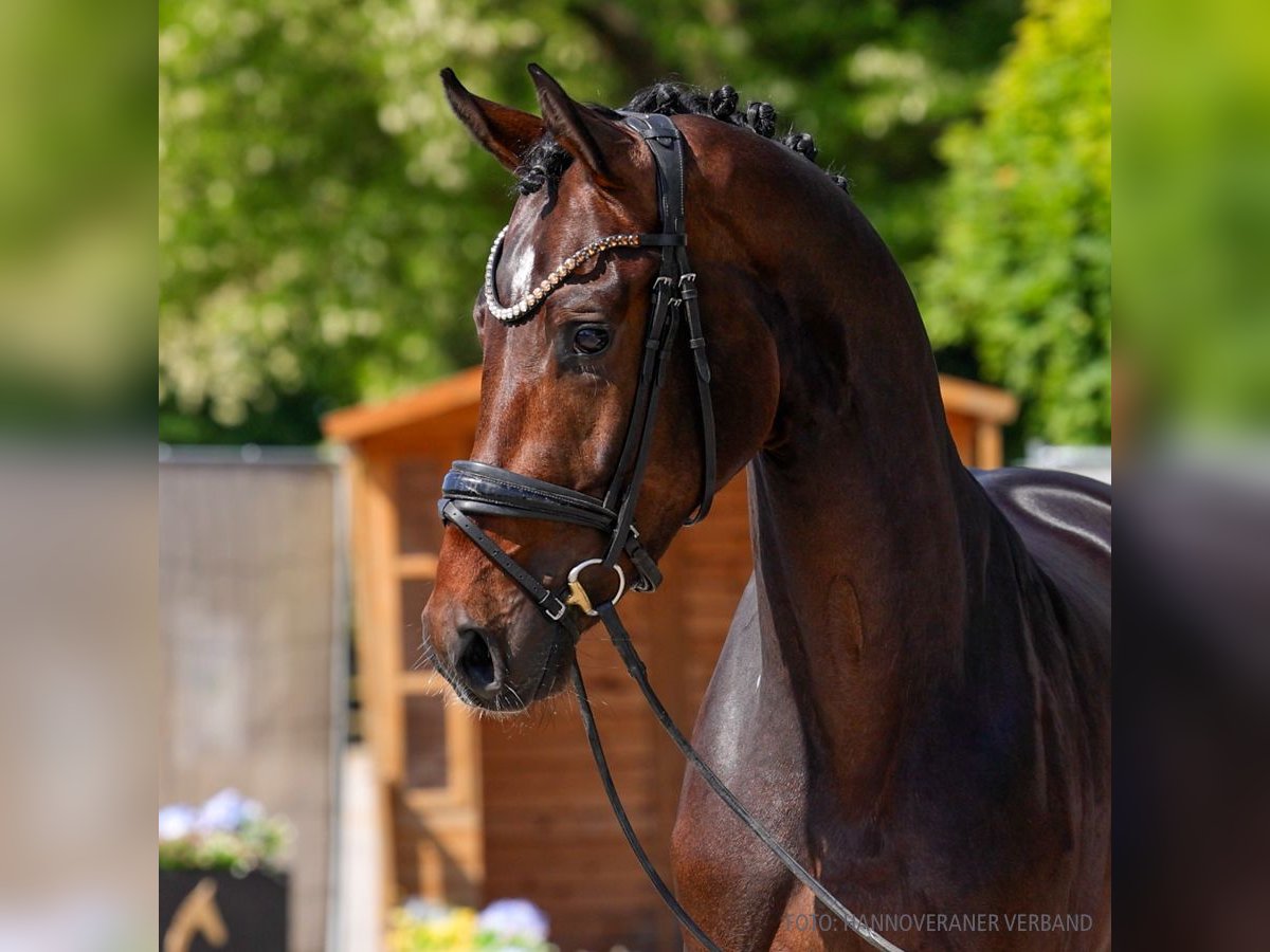 Hannoveriano Caballo castrado 3 años 172 cm Castaño in Verden