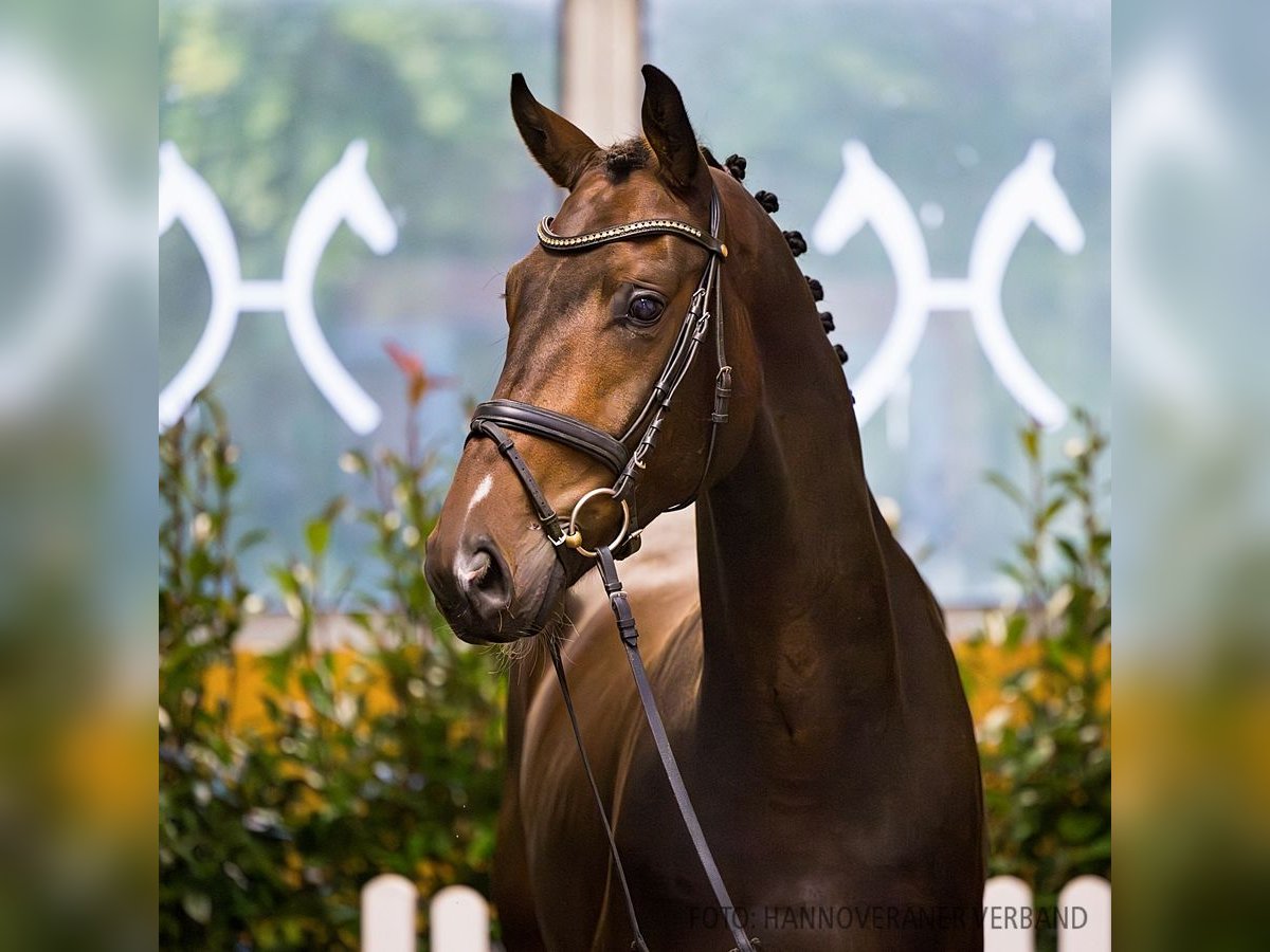 Hannoveriano Caballo castrado 3 años 172 cm Castaño in Verden