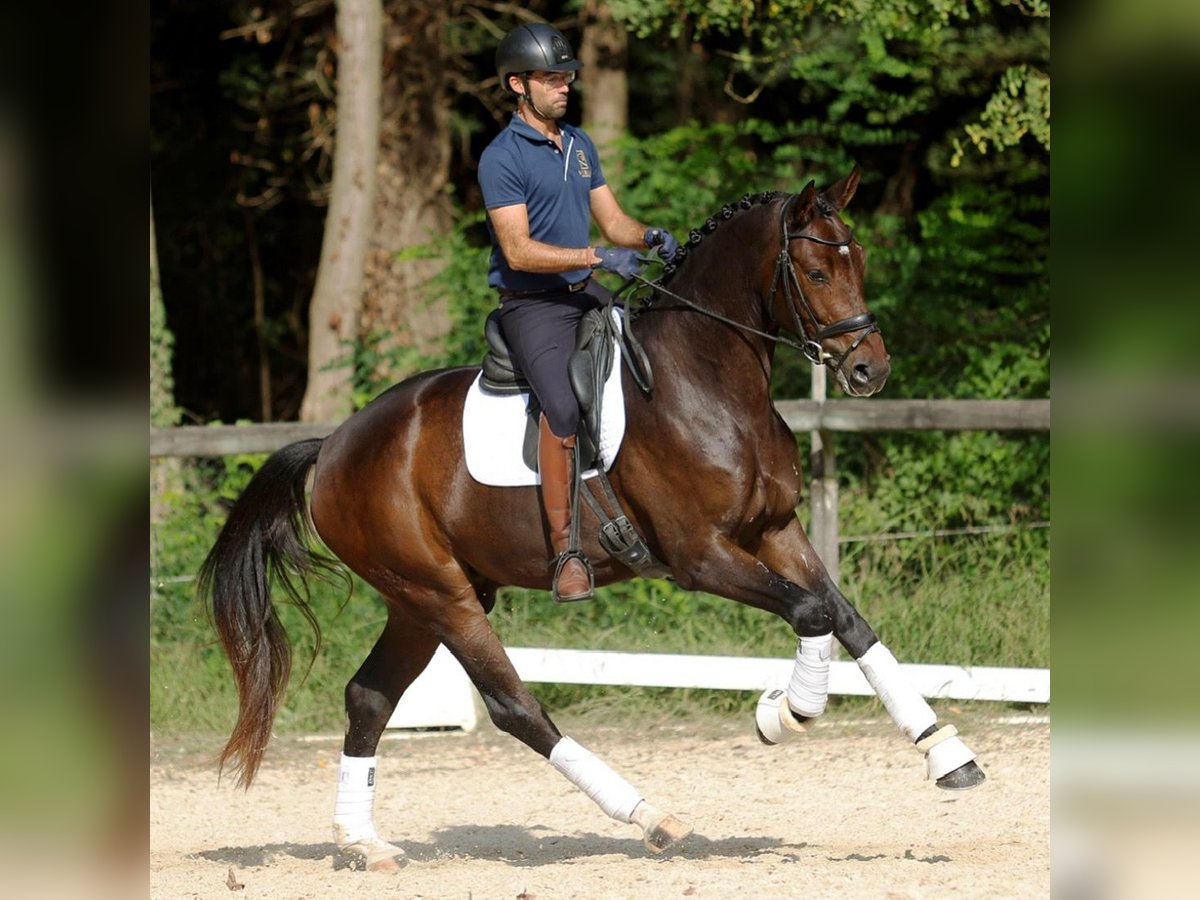 Hannoveriano Caballo castrado 3 años 172 cm Castaño oscuro in Sant Gregori (Municipio)