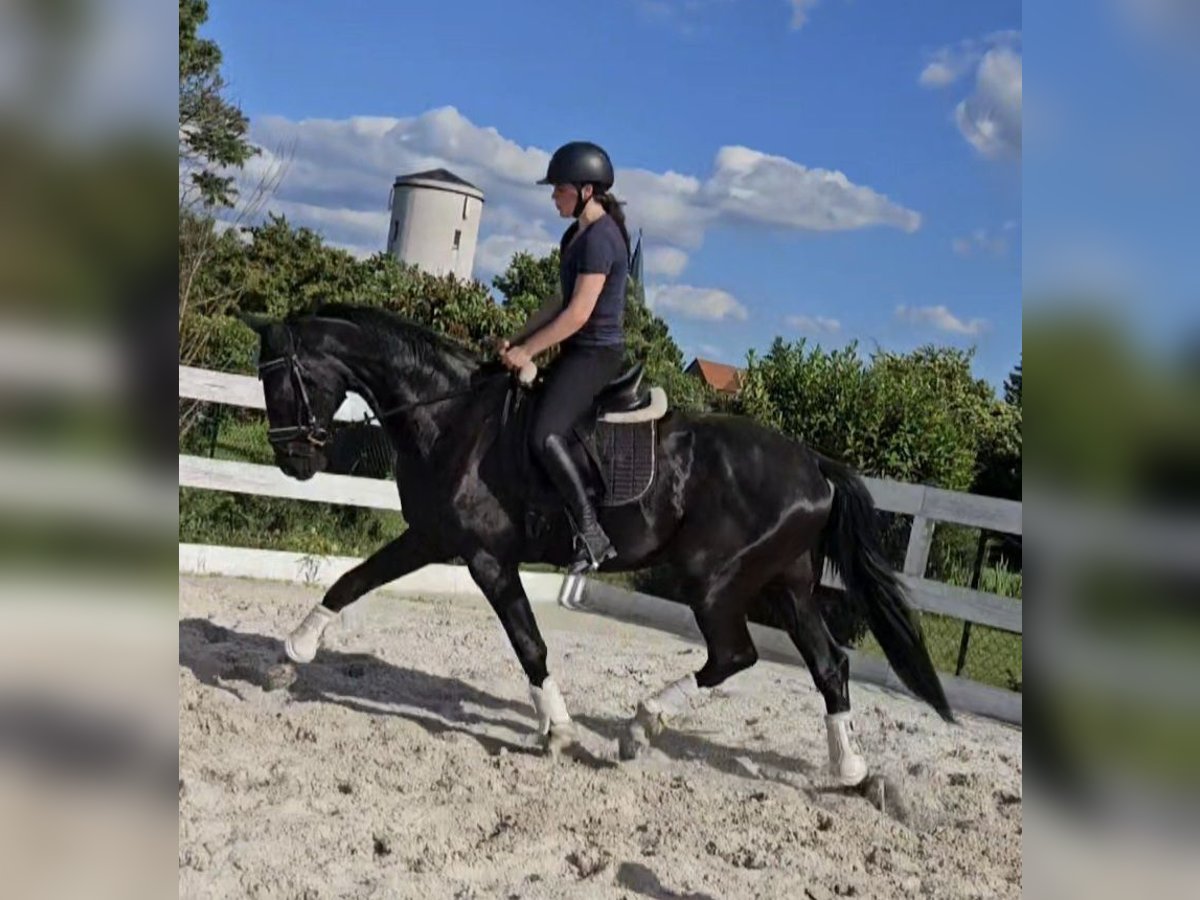 Hannoveriano Caballo castrado 3 años 172 cm Negro in Leipzig