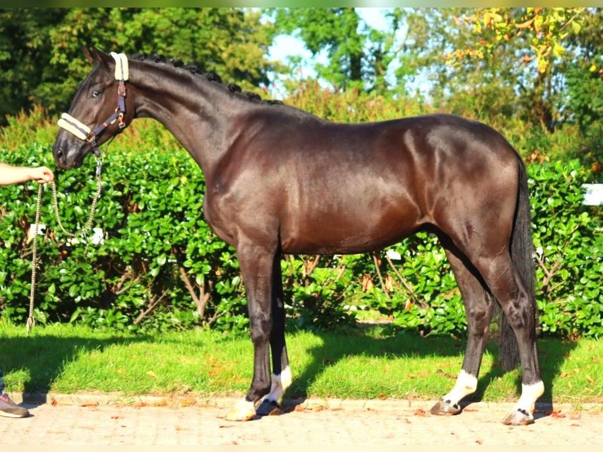 Hannoveriano Caballo castrado 3 años 172 cm Negro in Selsingen