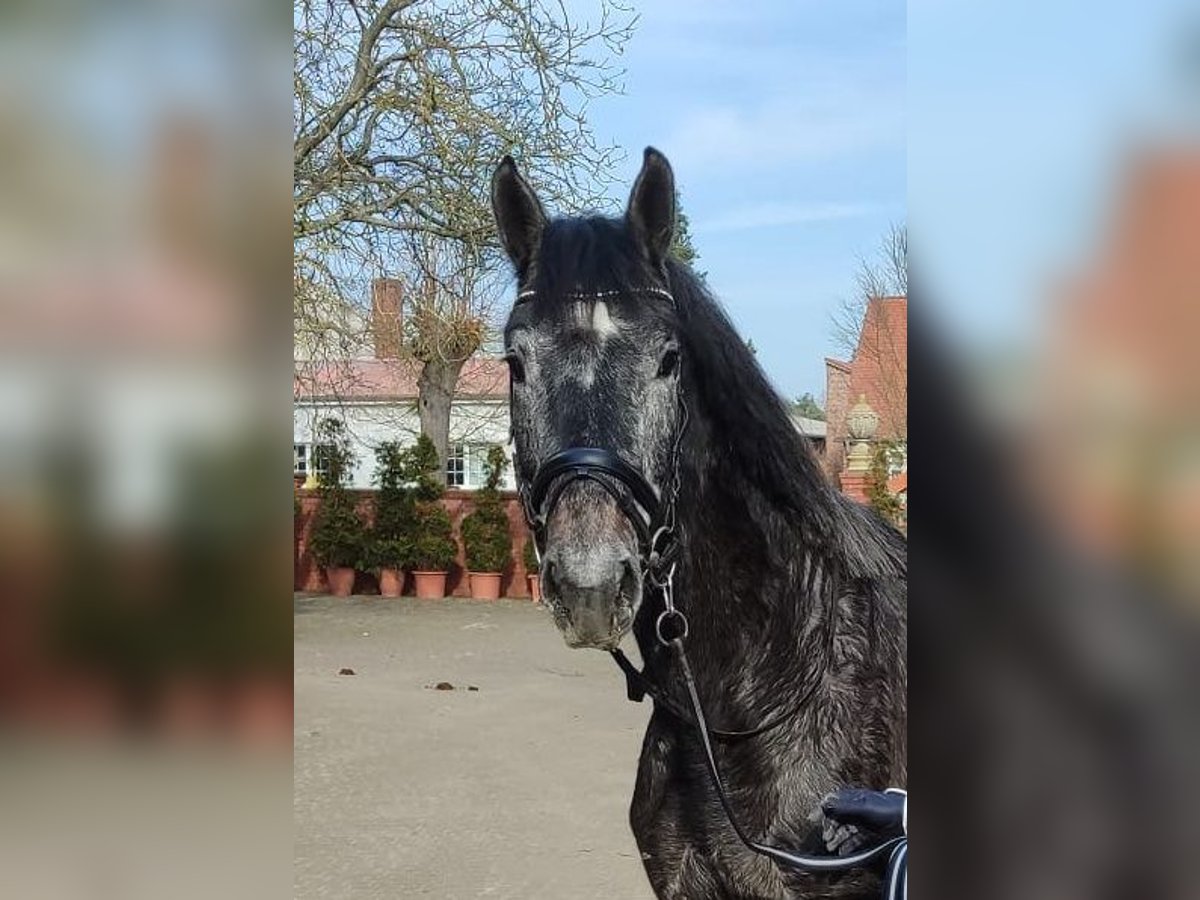 Hannoveriano Caballo castrado 3 años 173 cm Tordo rodado in Prietzen