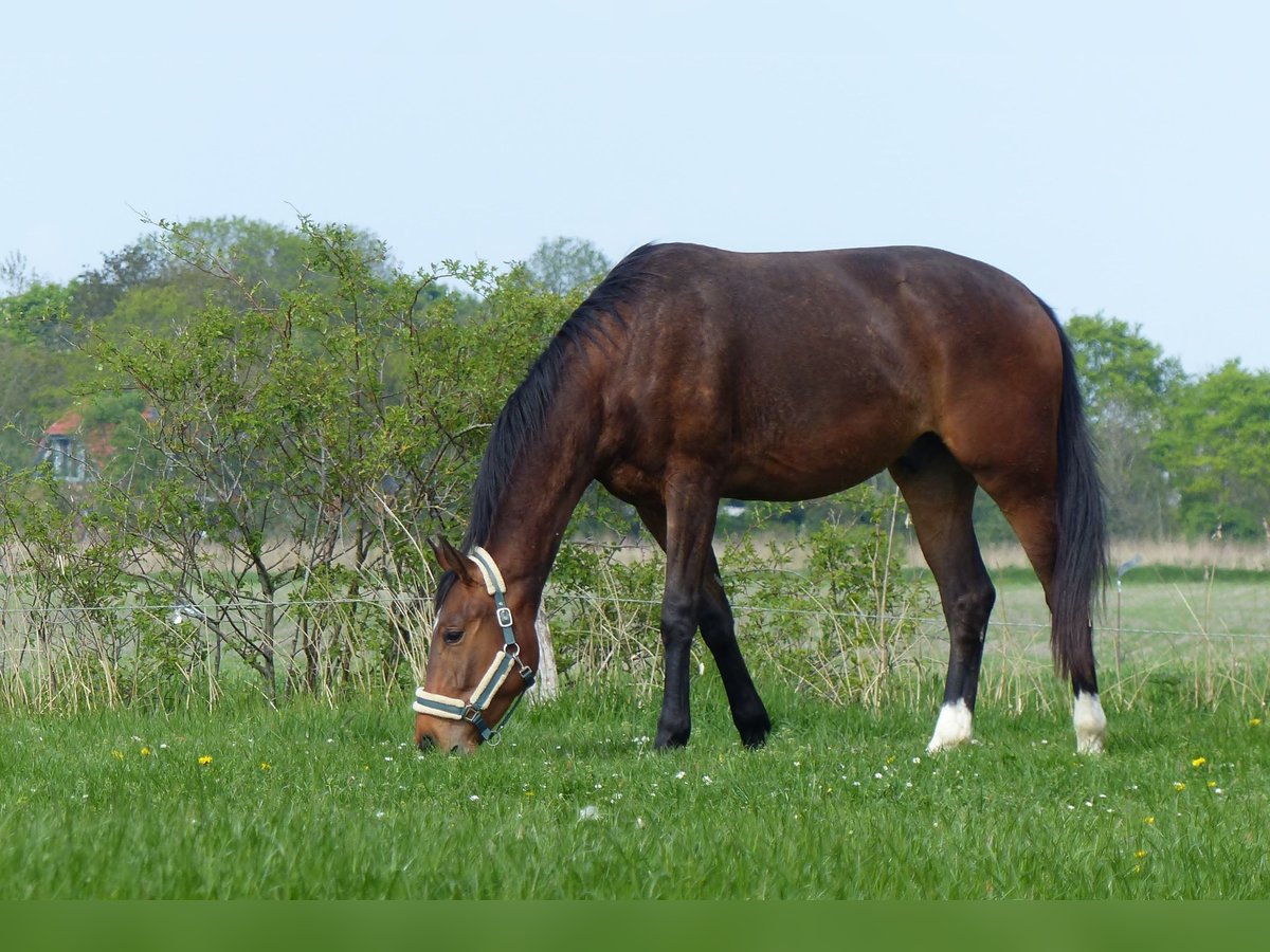 Hannoveriano Caballo castrado 3 años 174 cm Castaño in Krummh&#xF6;rn