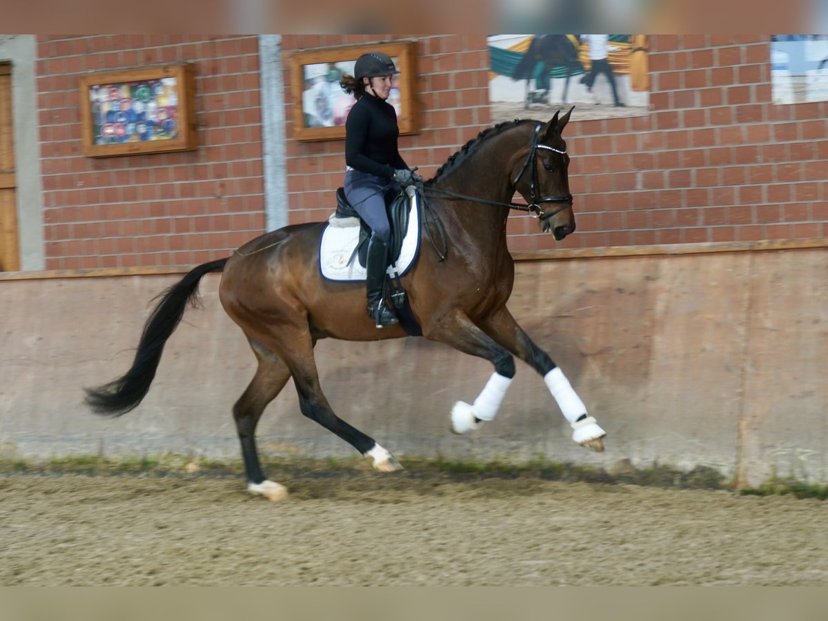 Hannoveriano Caballo castrado 3 años 176 cm Castaño in Paderborn Hannoveriano Caballo castrado 3 años 176 cm Castaño in Paderborn