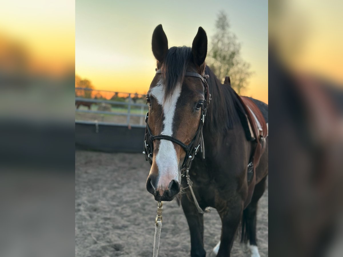 Hannoveriano Caballo castrado 4 años 160 cm in Wormlage