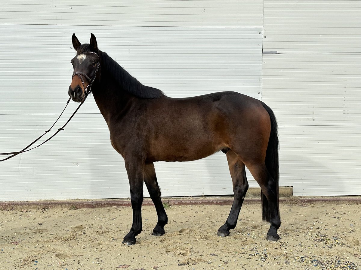 Hannoveriano Caballo castrado 4 años 160 cm Castaño in Babenhausen