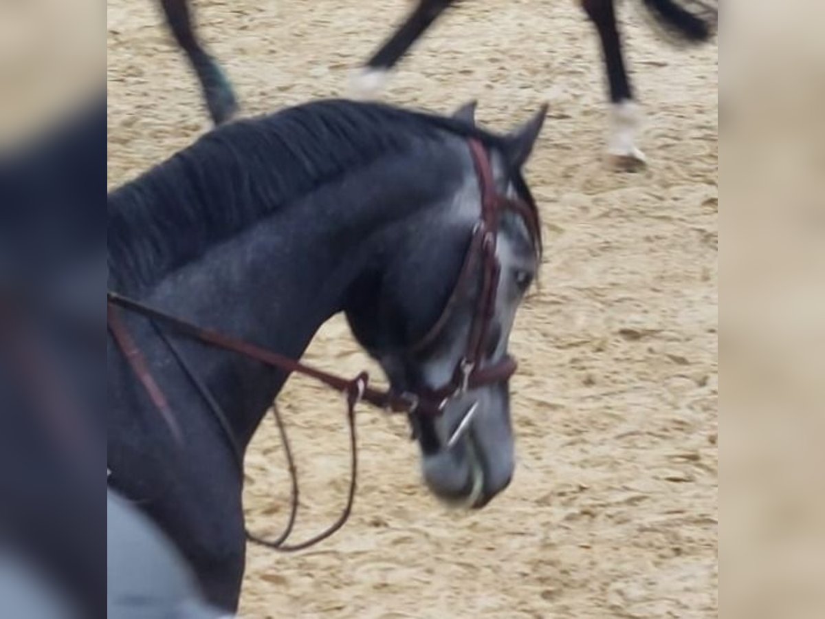 Hannoveriano Caballo castrado 4 años 161 cm Tordo in Leichlingen