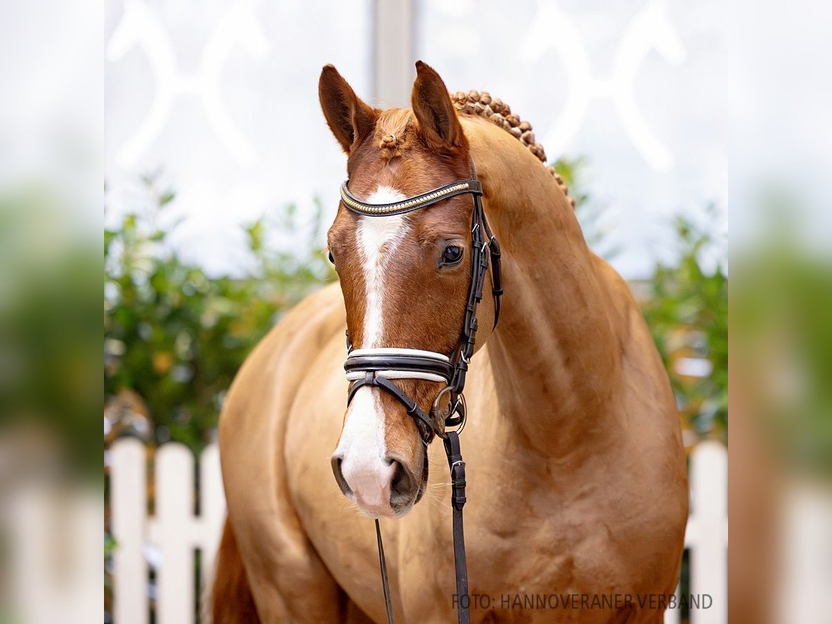 Hannoveriano Caballo castrado 4 años 162 cm Alazán in Verden