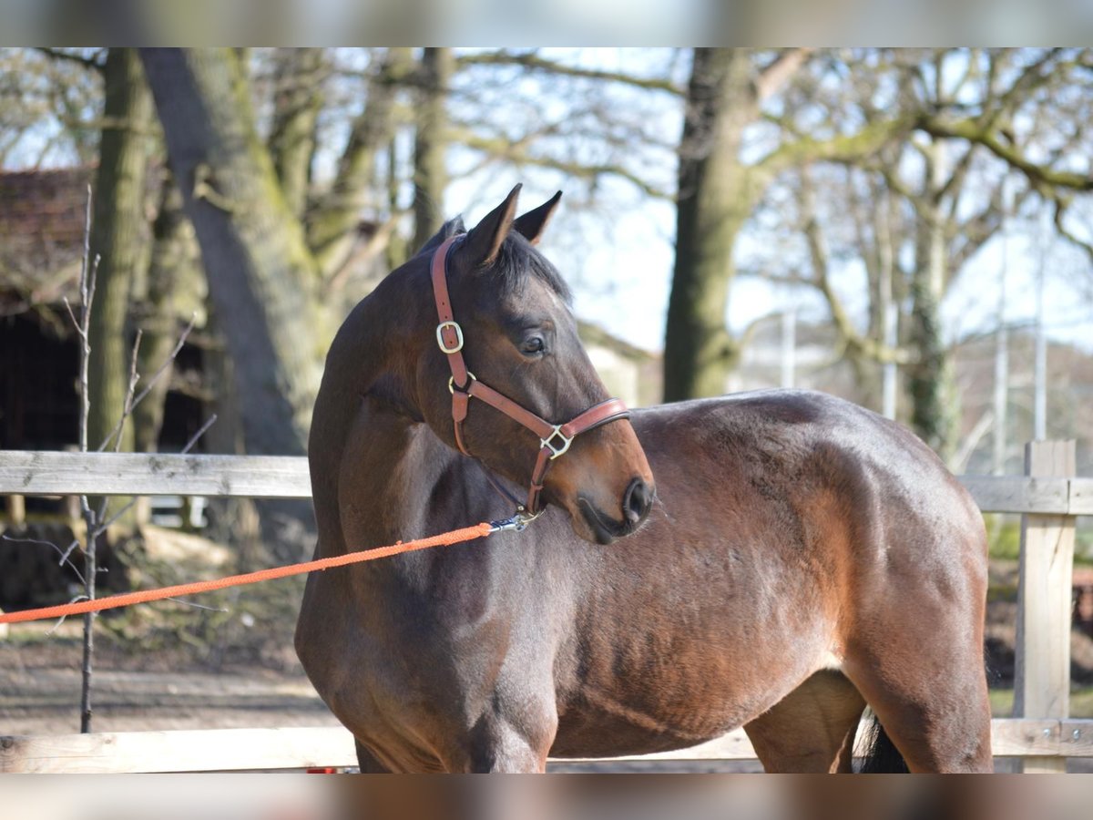 Hannoveriano Caballo castrado 4 años 163 cm Castaño in Langwedel