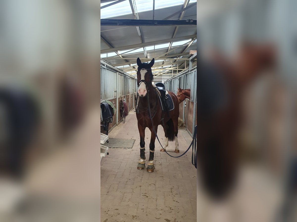 Hannoveriano Caballo castrado 4 años 163 cm Castaño in Niedersachsen