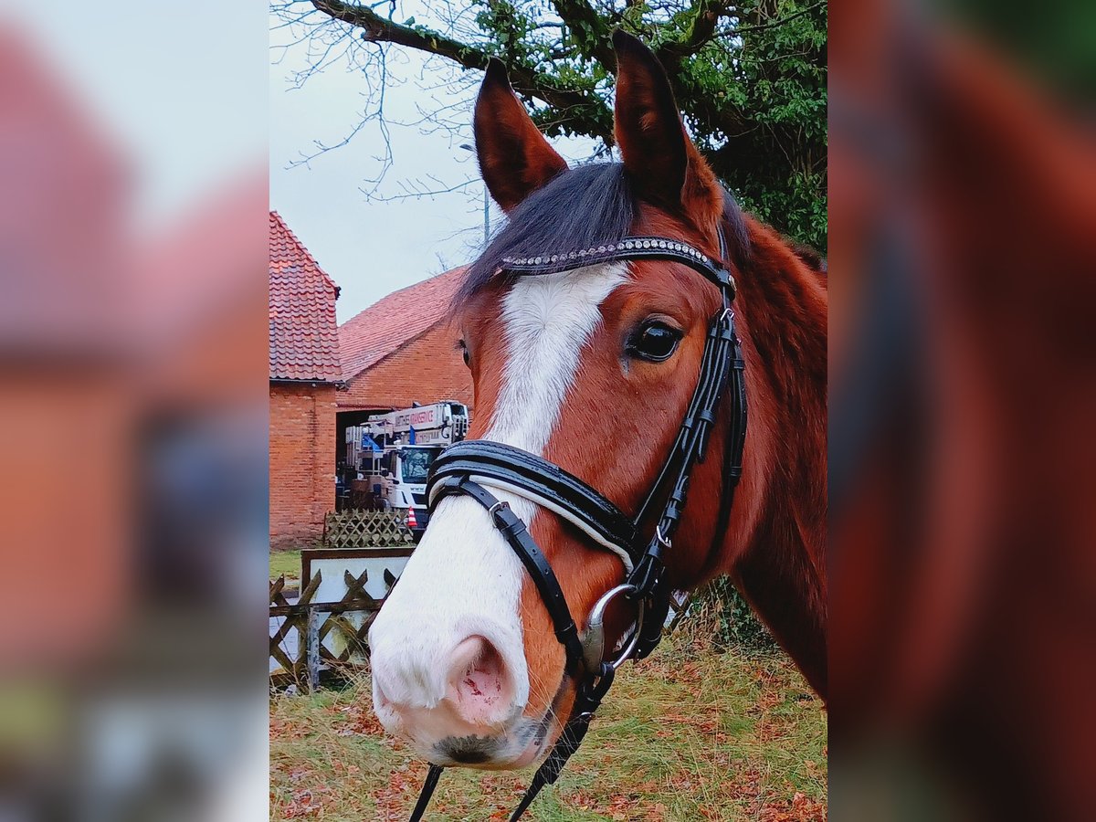 Hannoveriano Caballo castrado 4 años 163 cm Castaño in Burgdorf