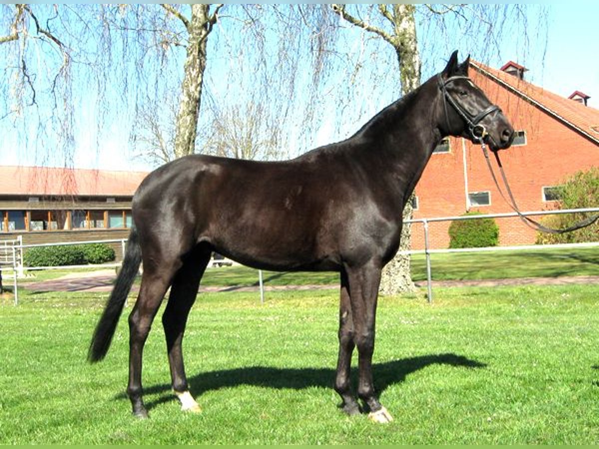 Hannoveriano Caballo castrado 4 años 163 cm Negro in Ankum