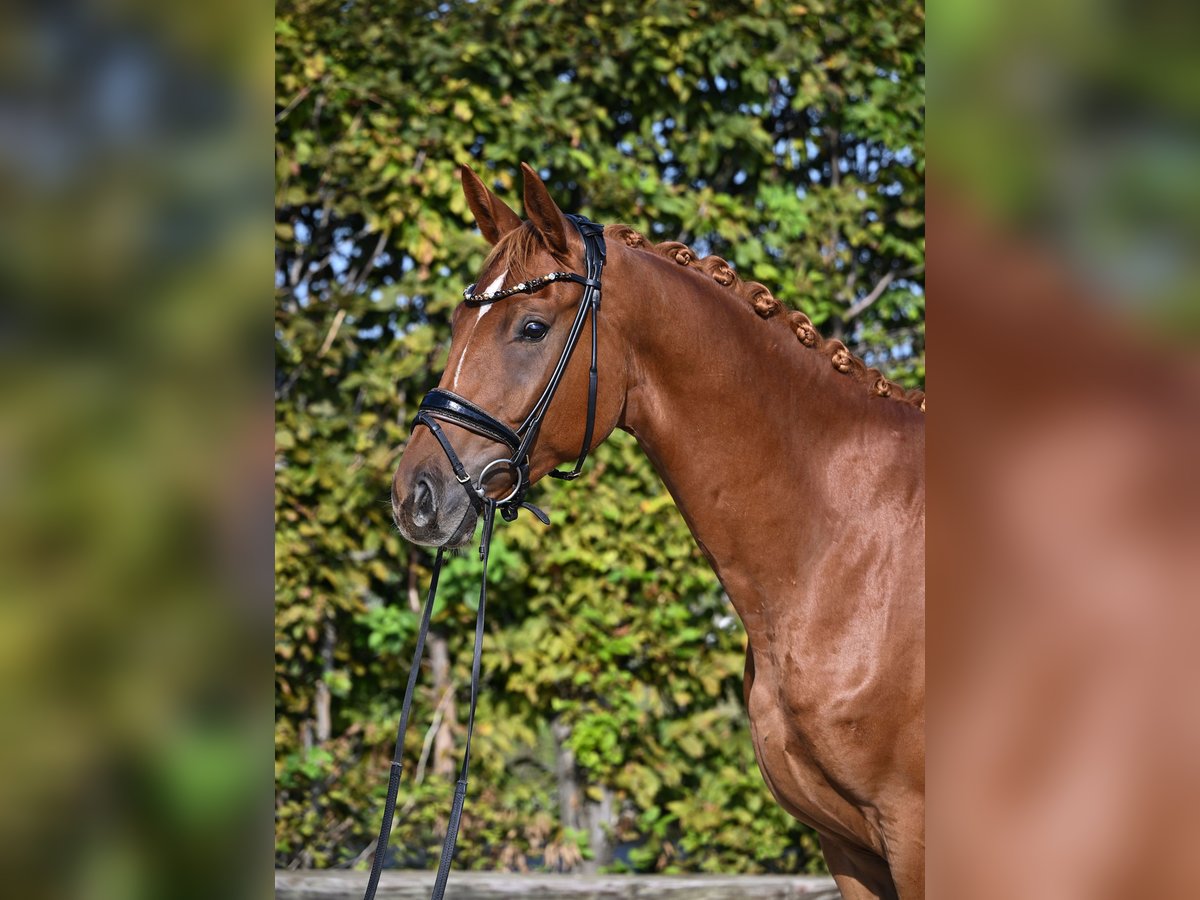 Hannoveriano Caballo castrado 4 años 164 cm Alazán in Rosenheim