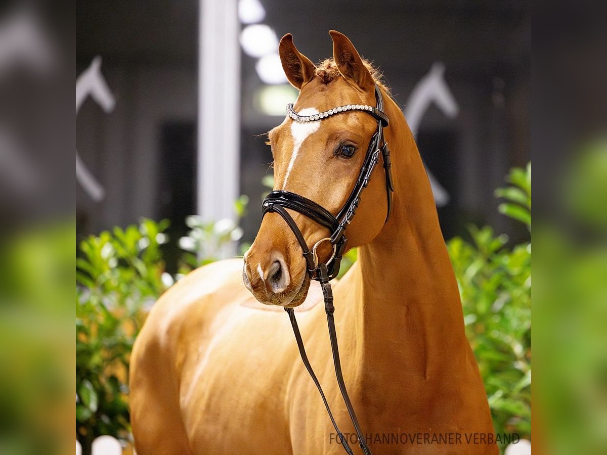 Hannoveriano Caballo castrado 4 años 164 cm Alazán in Verden