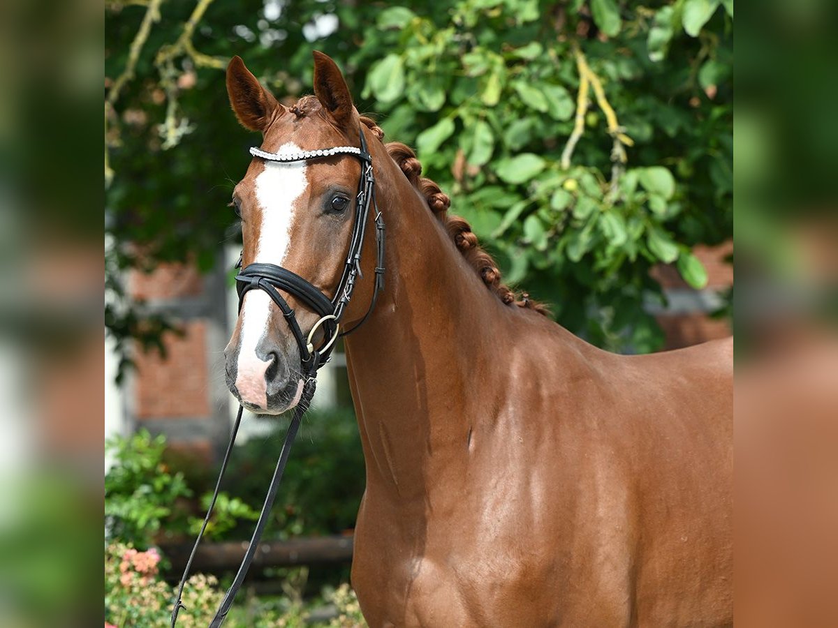 Hannoveriano Caballo castrado 4 años 164 cm Alazán-tostado in Bad Bevensen