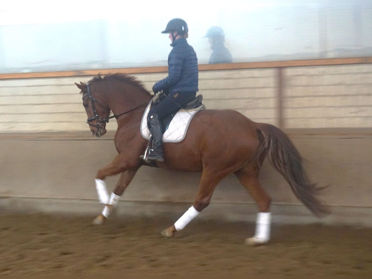 Hannoveriano Caballo castrado 4 años 164 cm Alazán-tostado in Scharnebeck