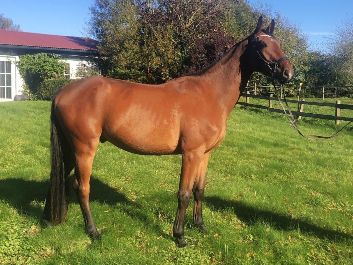 Hannoveriano Caballo castrado 4 años 164 cm Castaño in Garbek