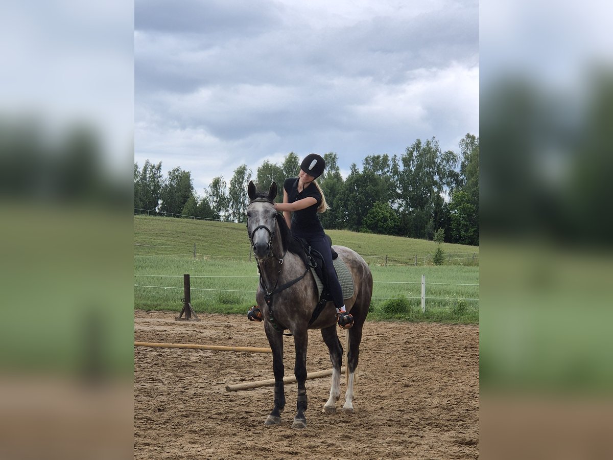 Hannoveriano Caballo castrado 4 años 165 cm Musgo in Telšiai, Lithuania