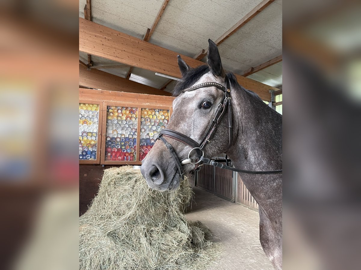 Hannoveriano Caballo castrado 4 años 165 cm Tordo in Verden