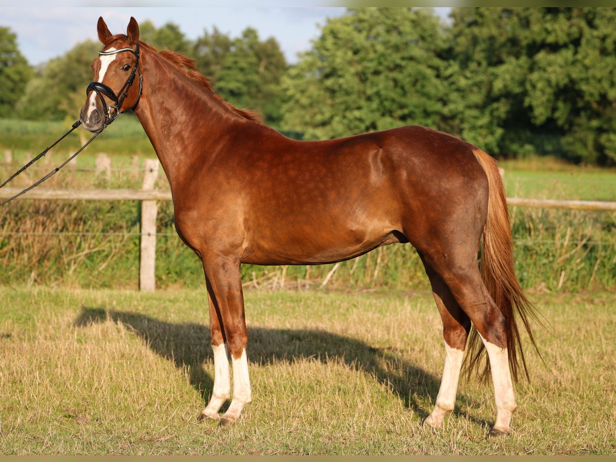 Hannoveriano Caballo castrado 4 años 166 cm Alazán in Ricklig