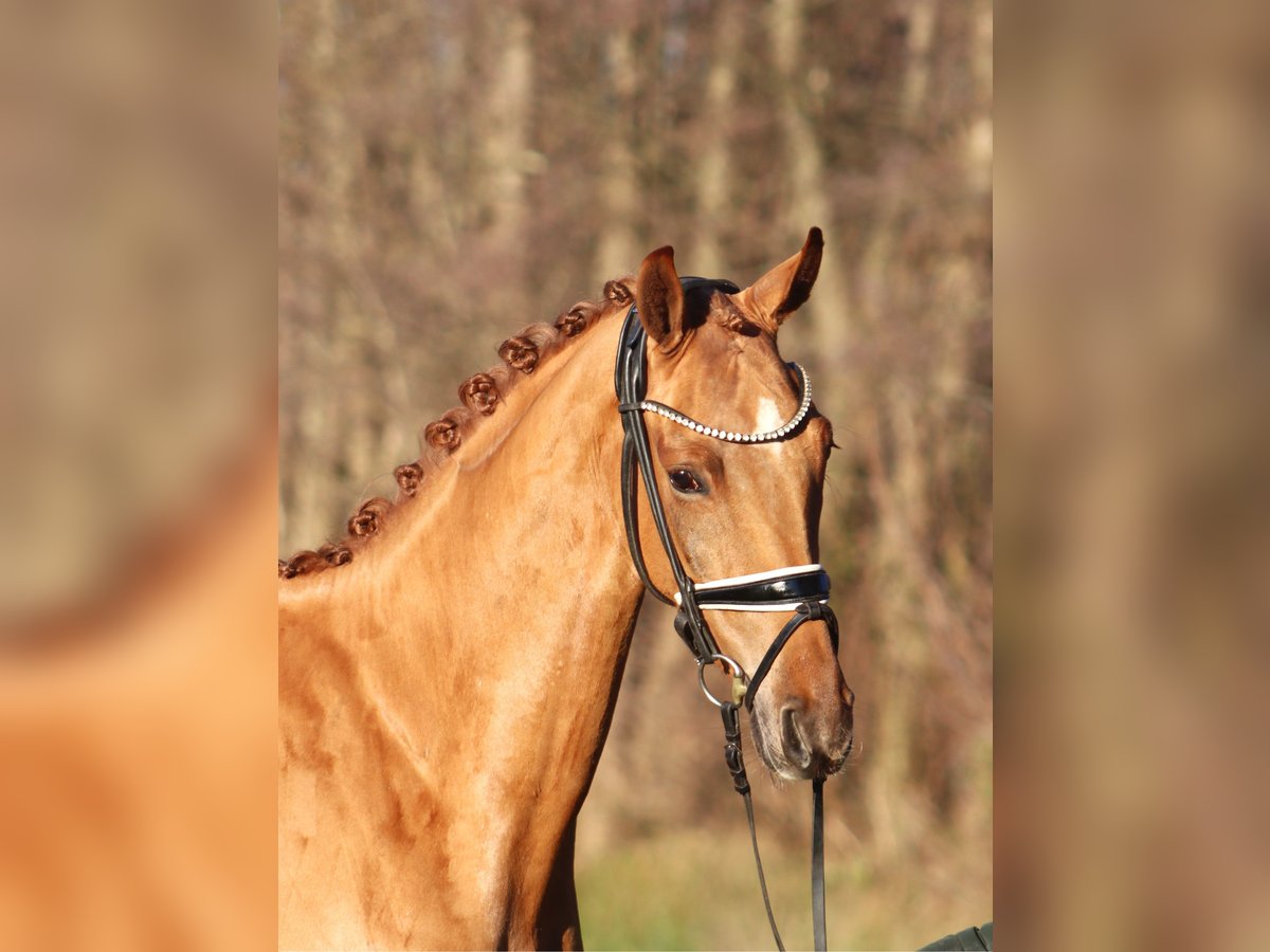 Hannoveriano Caballo castrado 4 años 166 cm Alazán in Reeßum