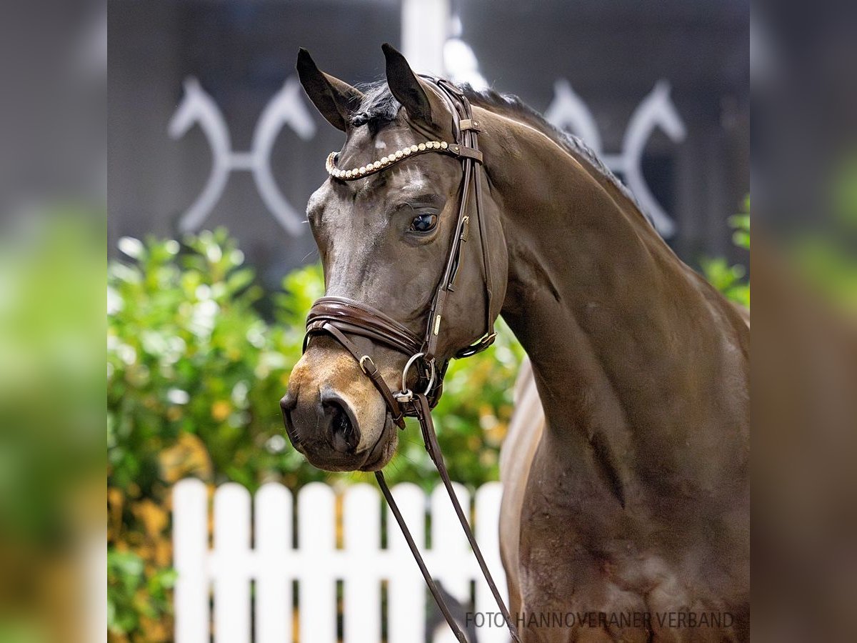 Hannoveriano Caballo castrado 4 años 166 cm Castaño in Verden