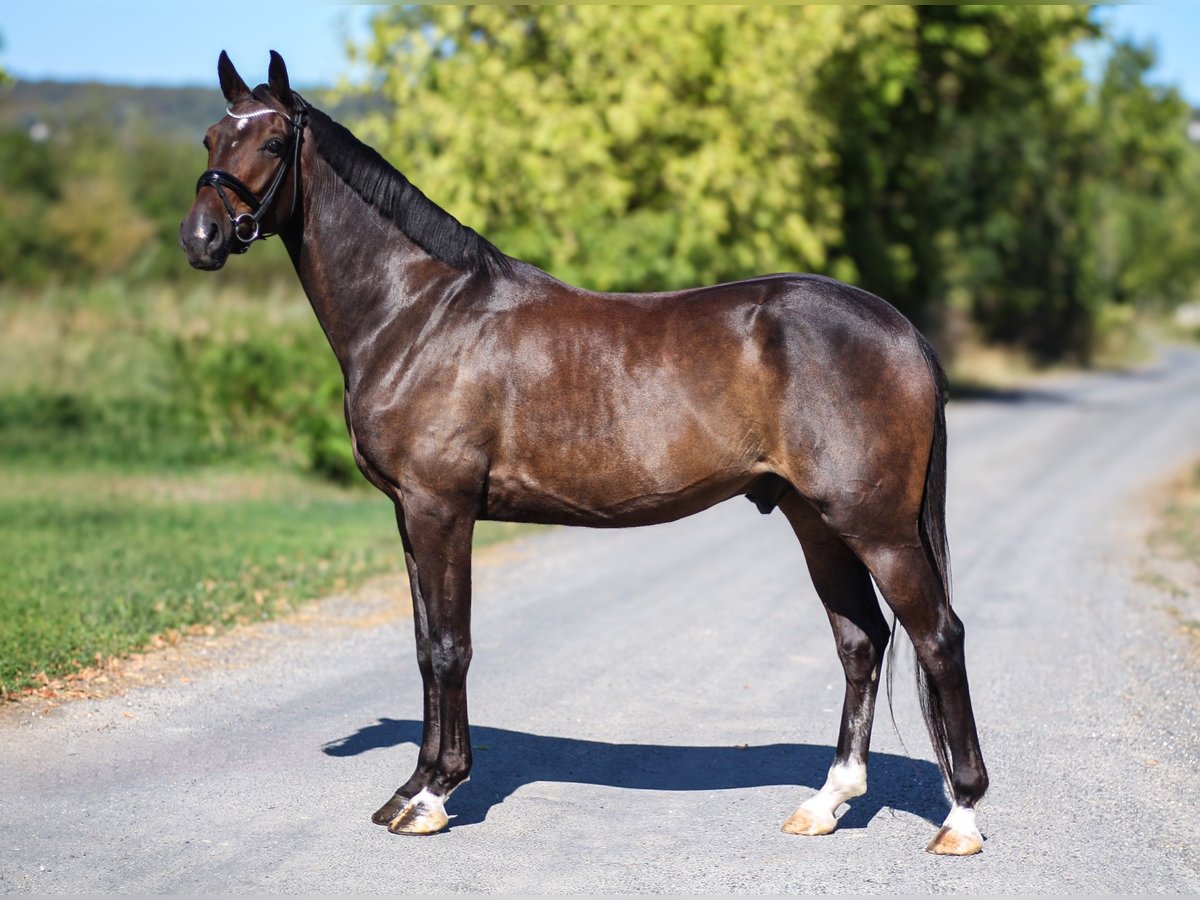 Hannoveriano Caballo castrado 4 años 166 cm Castaño oscuro in Budapest
