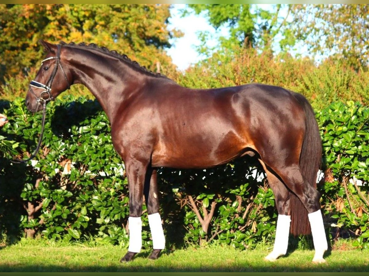 Hannoveriano Caballo castrado 4 años 166 cm Castaño oscuro in Selsingen