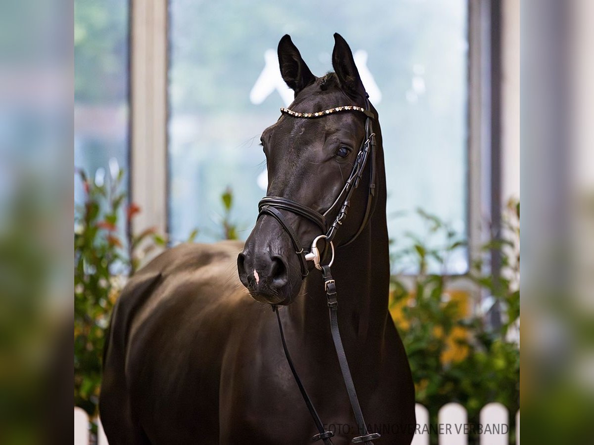 Hannoveriano Caballo castrado 4 años 166 cm Morcillo in Verden