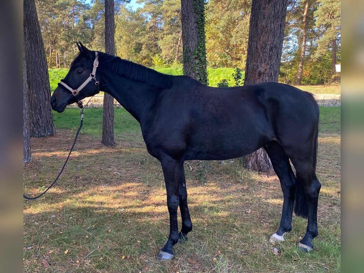 Hannoveriano Caballo castrado 4 años 166 cm Negro in Zernien