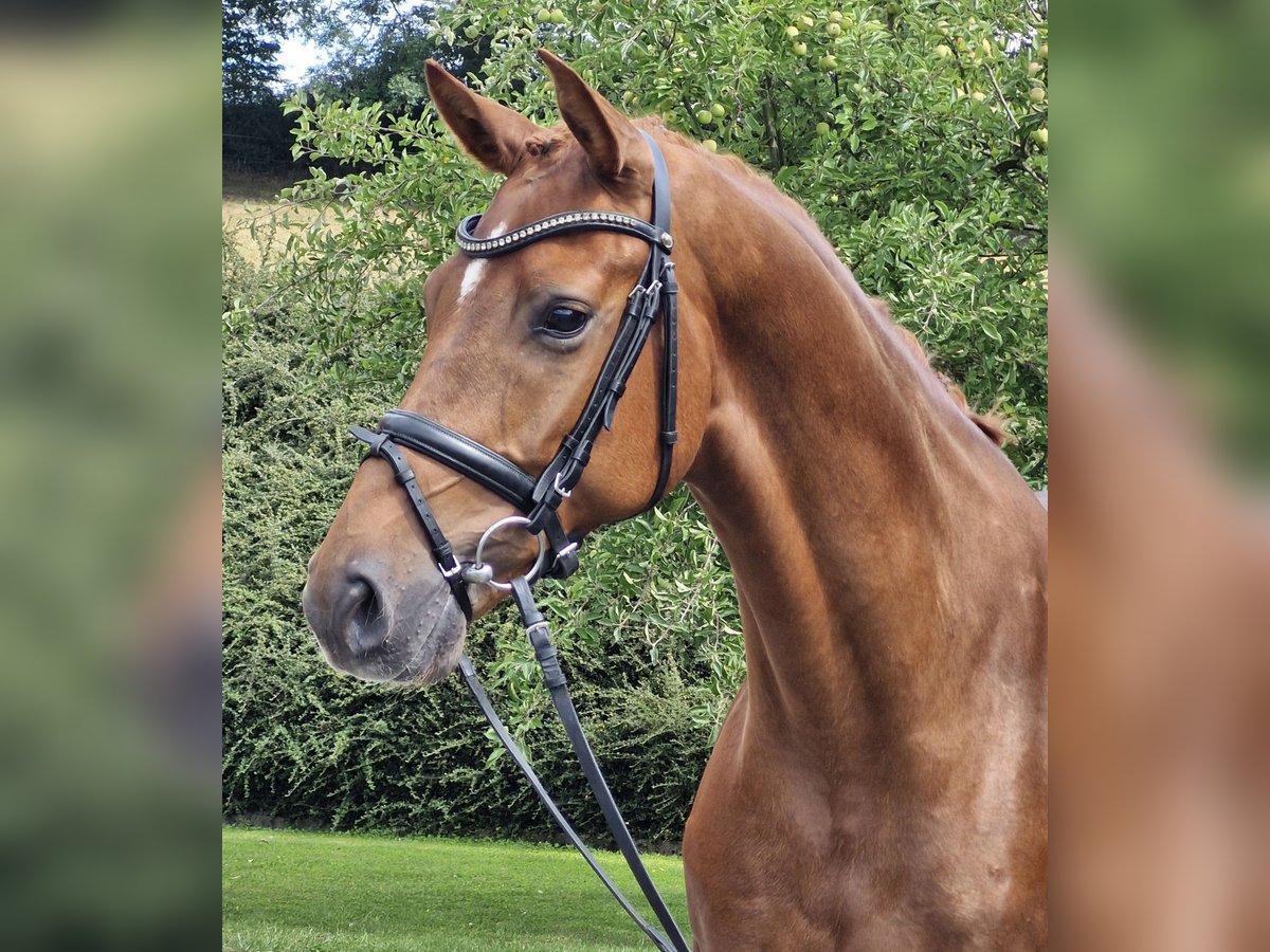 Hannoveriano Caballo castrado 4 años 167 cm Alazán in Ostercappeln